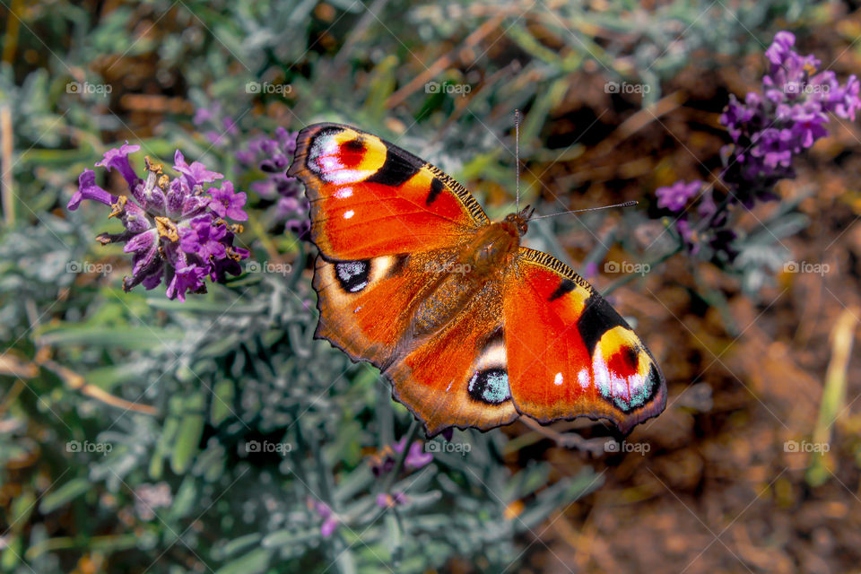 peacocks butterfly at the field of lavender flower