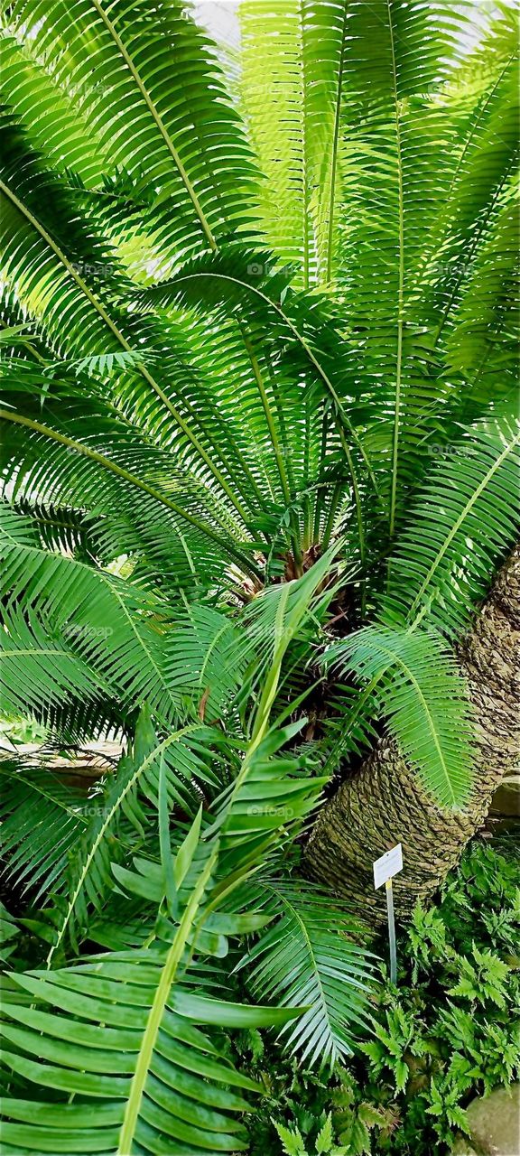 Big bushy green palm trees can be found outside at the botanical garden of “Berlin”, Germany in the “Steglitz” neighborhood. It is wonderful to experience quite this much of the exotic variety in the plant kingdom. 2024. Hypnotic Productions