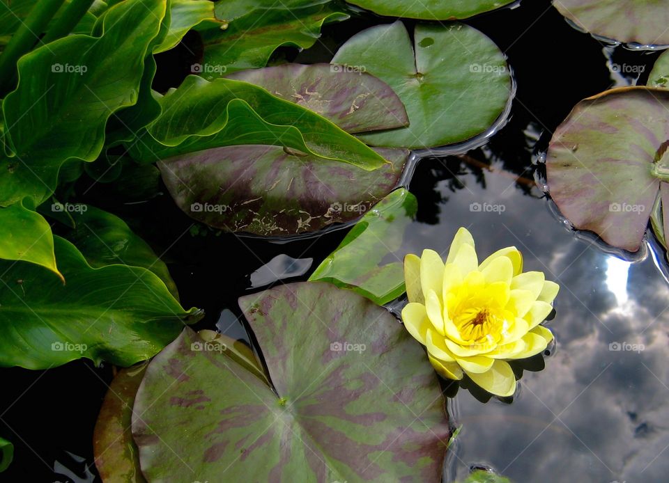 Water lily . Yellow water lily 