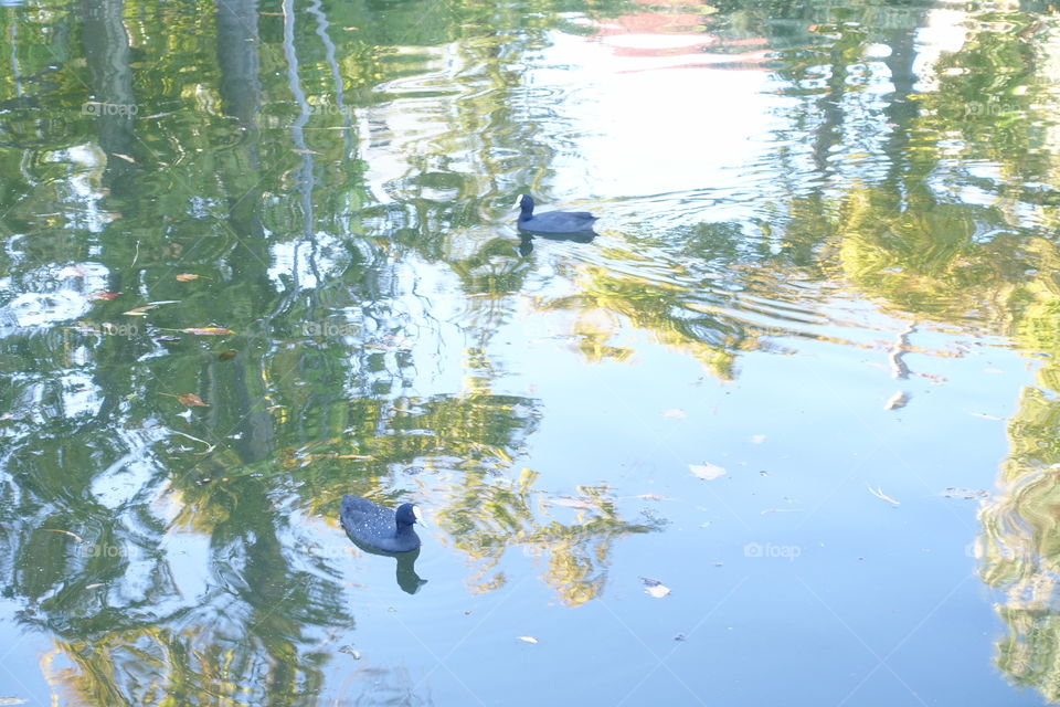 Two eurasian coots are on the water. It can be seen the stunning reflection.