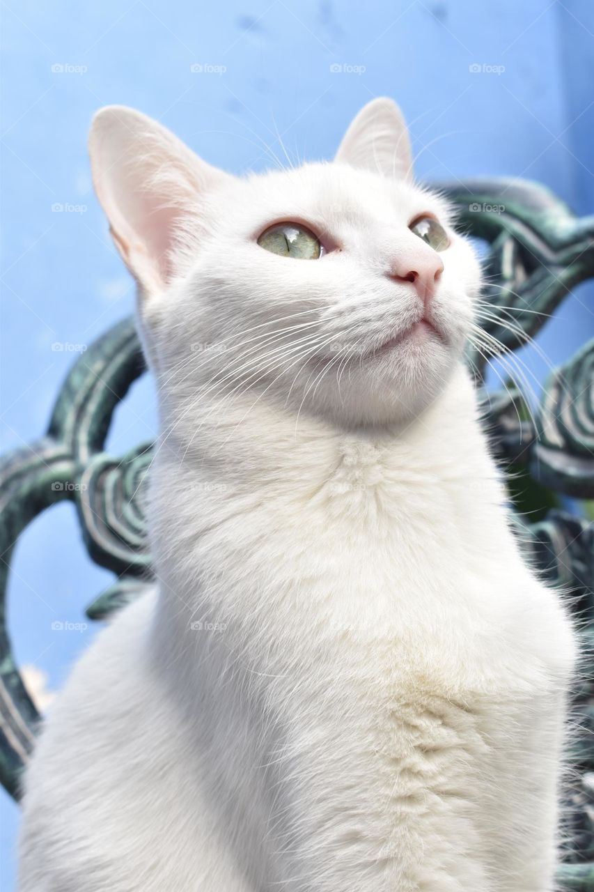 white cat