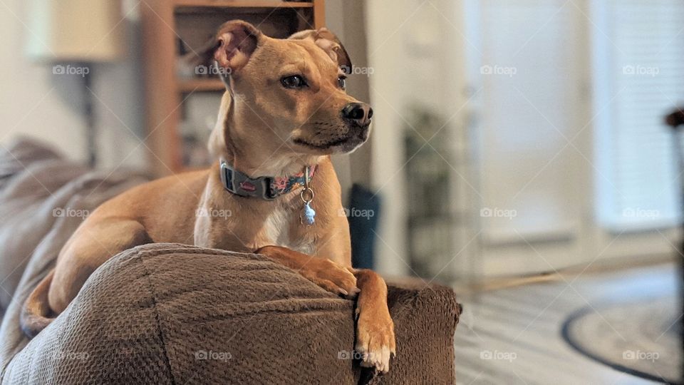 Family Pet claims couch space
