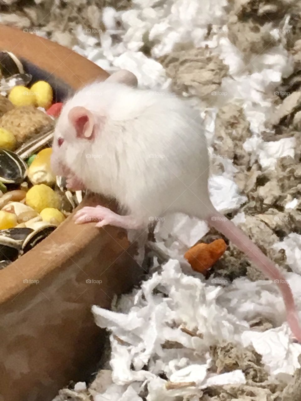 Baby mouse eating 