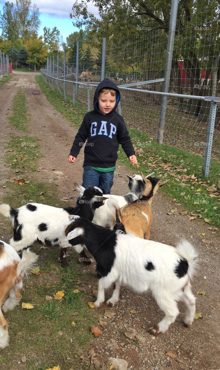 Mason and the baby goats . Day at the farm