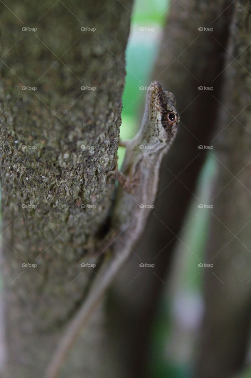 Closeup picture of a camouflaged lizard. Wildlife, animals, macro related picture.