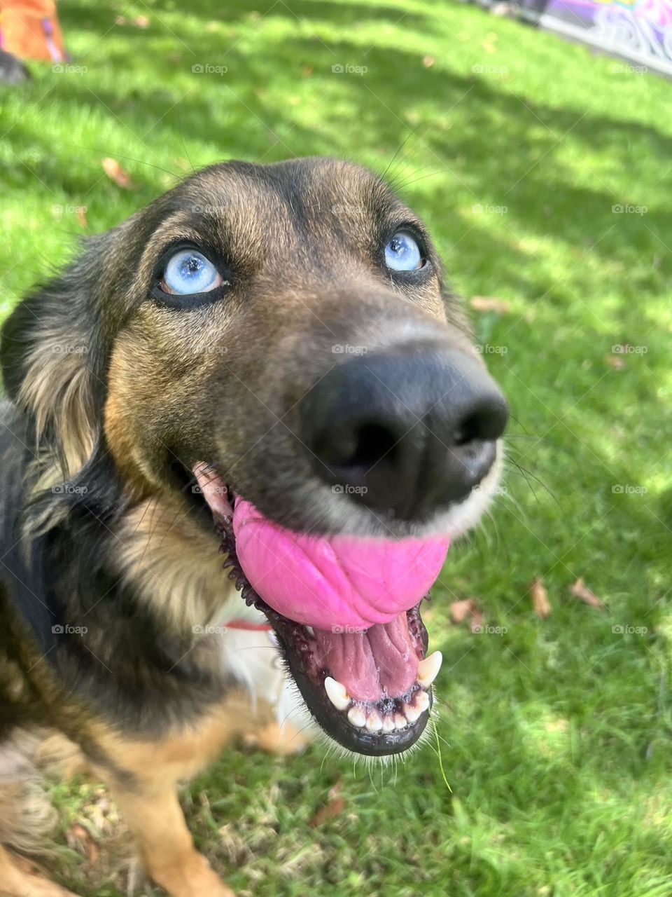 Perro de ojos claros 