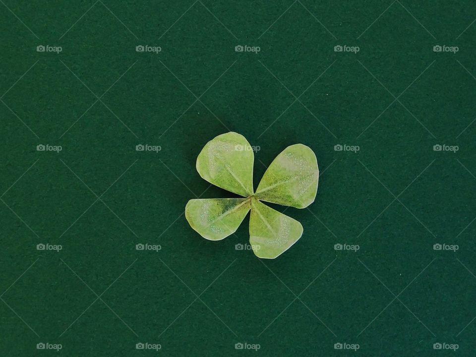 four leaf clover