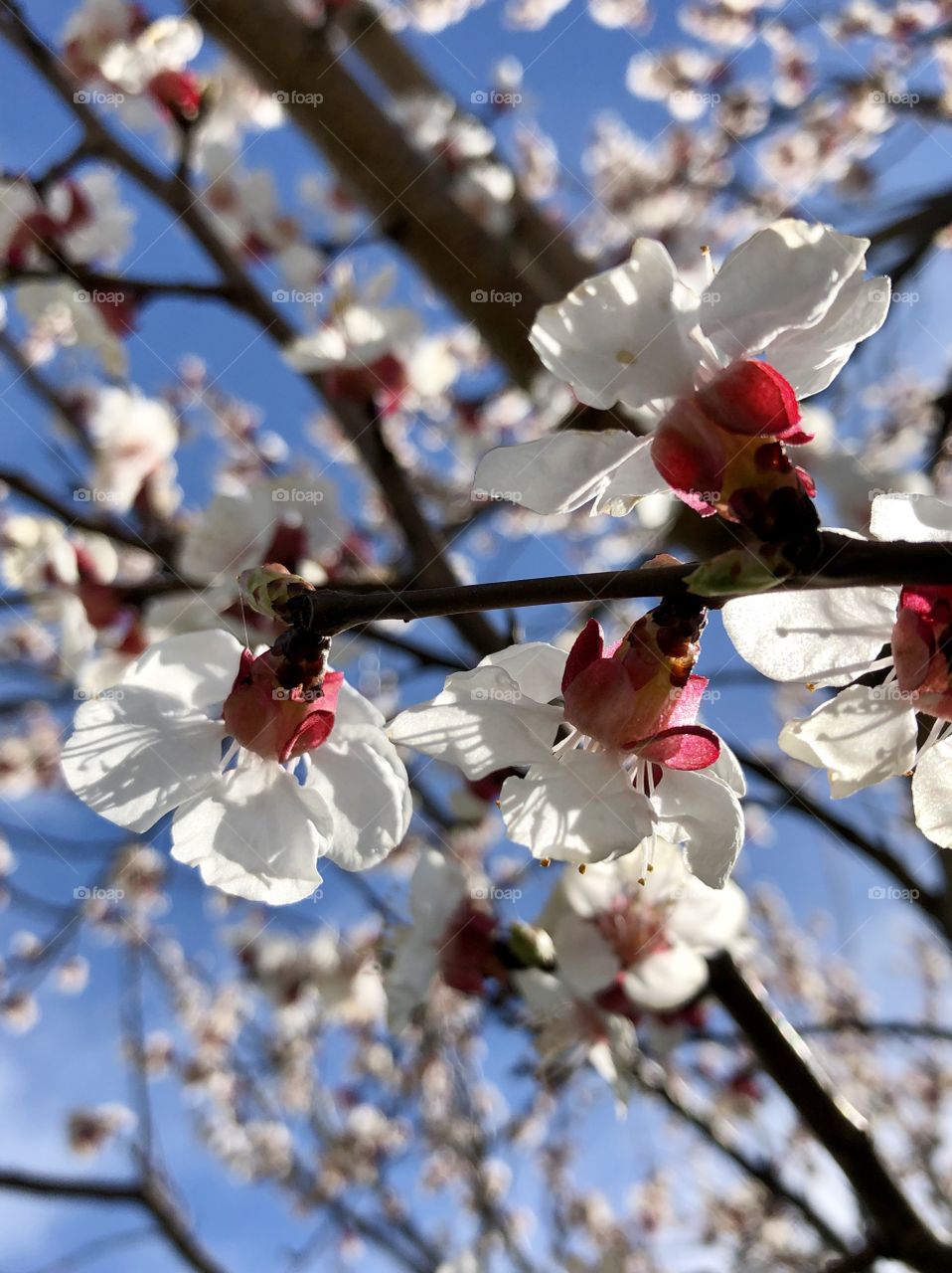Blooming apricot at the garden 