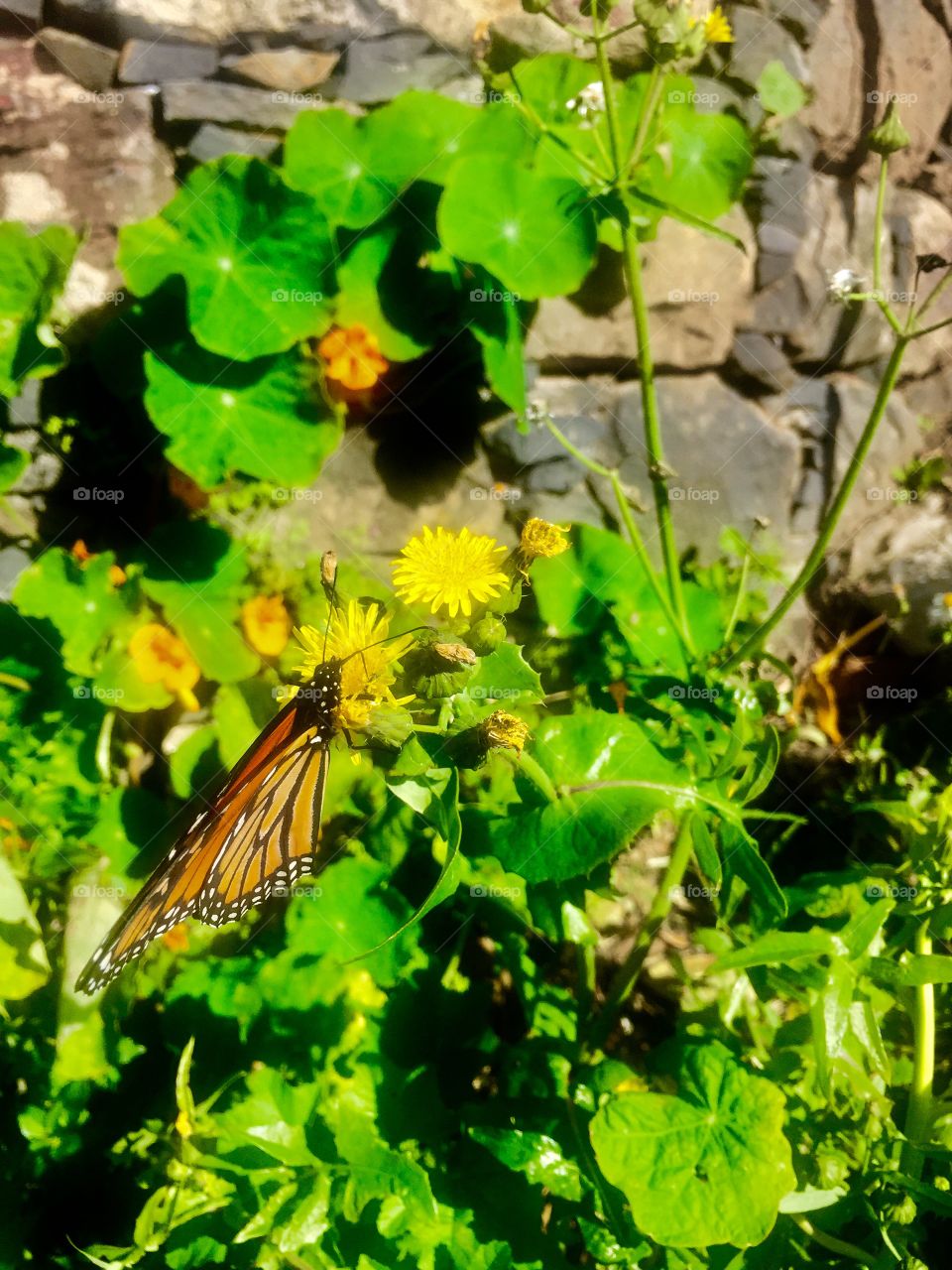butterfly and yellow flowers 