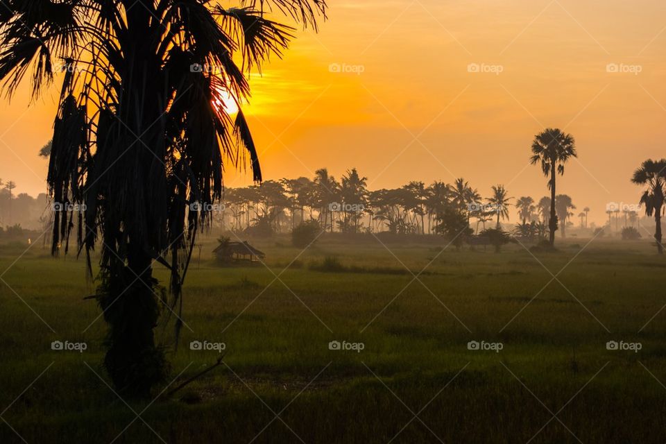 Palm Silhouettes