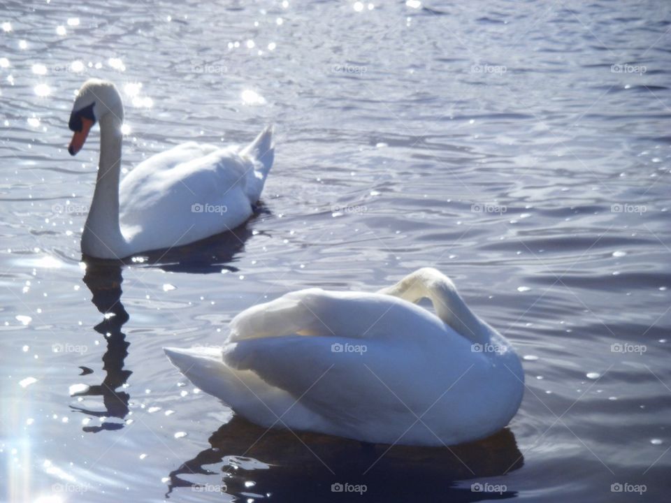 Swans and sparkles 