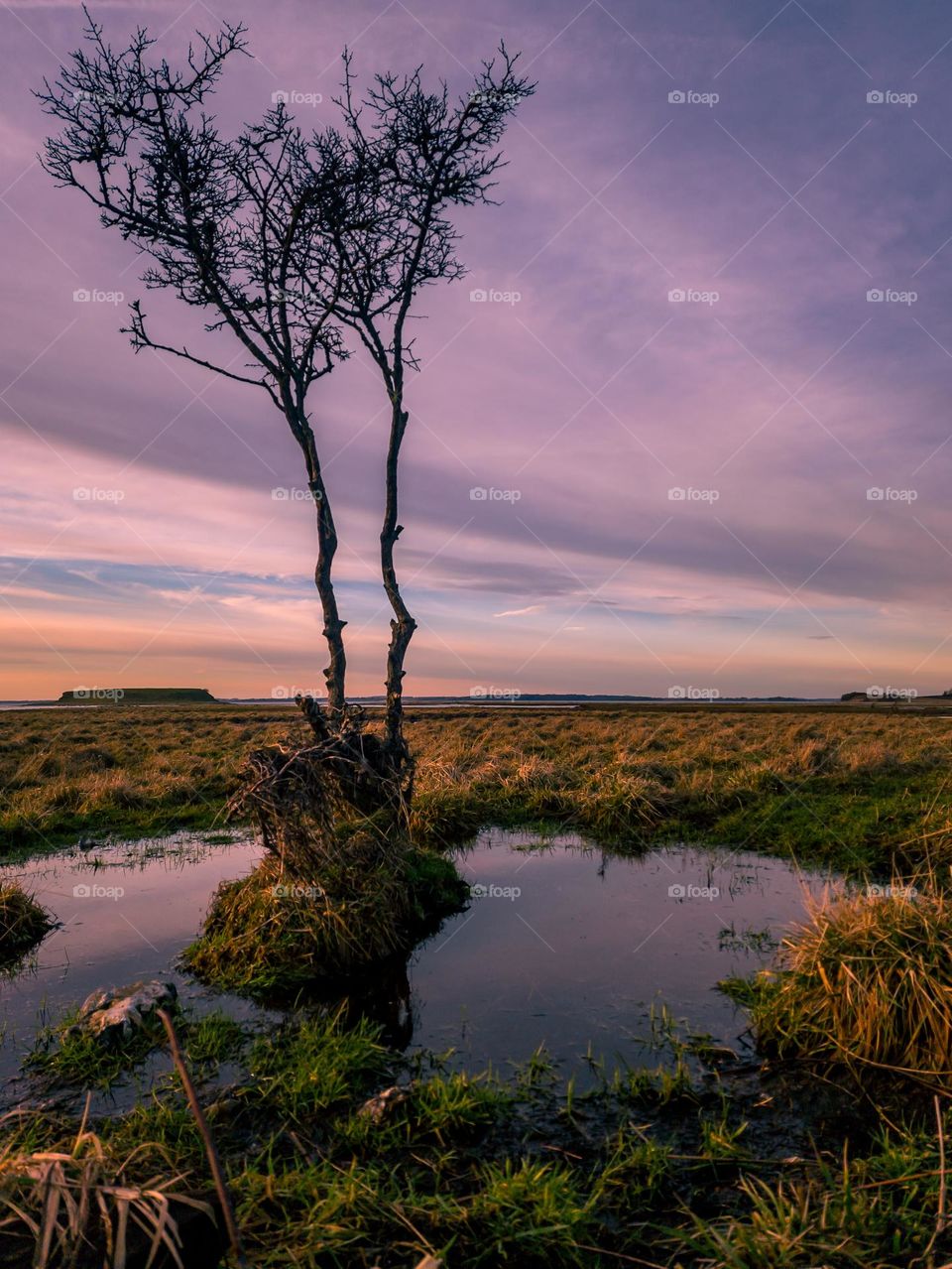 lonely tree at sunset