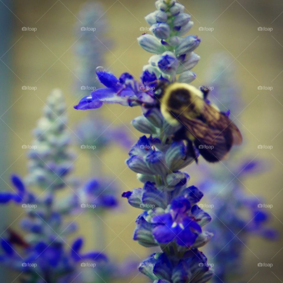 Extreme close up of a bee on flower