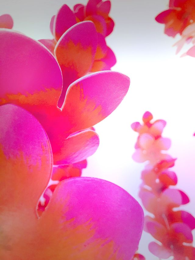Plumeria