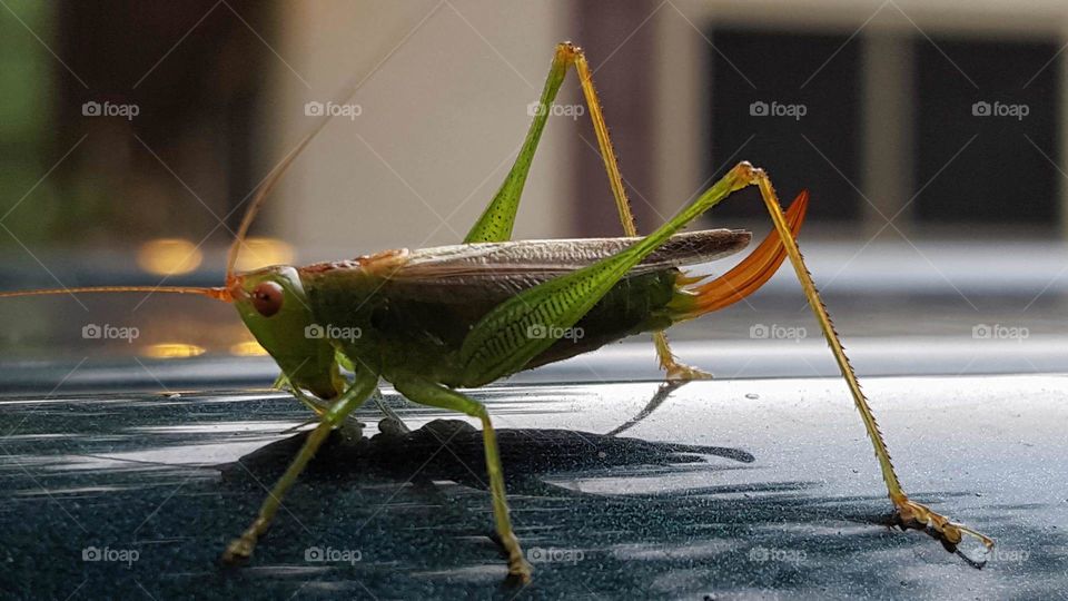 Grasshopper