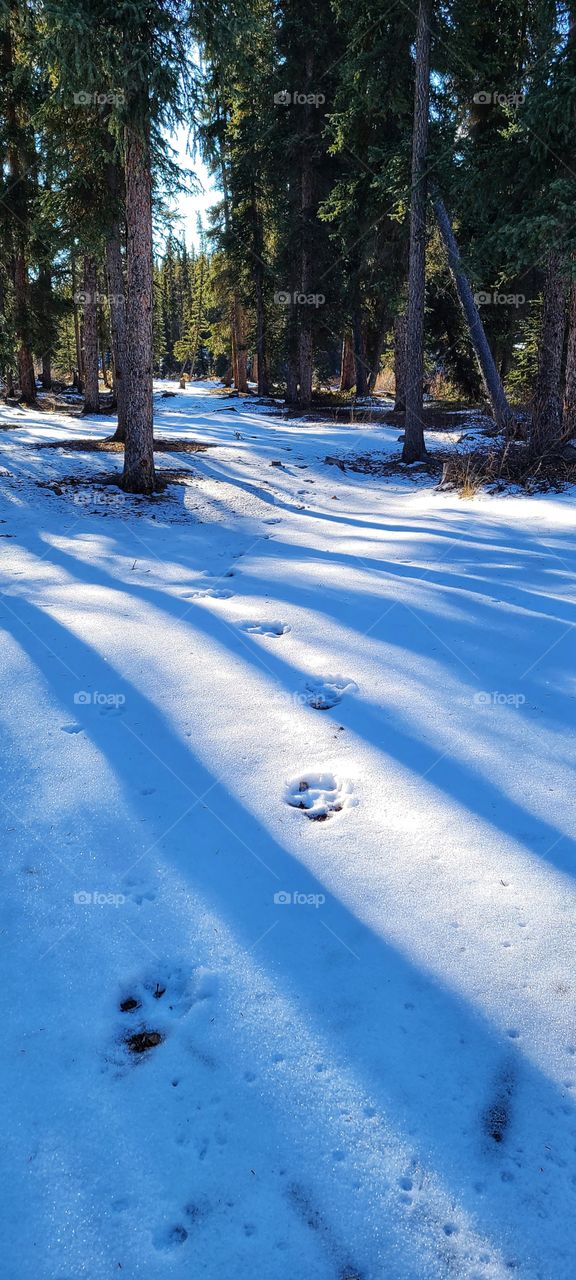 Wolf prints in the fresh snow