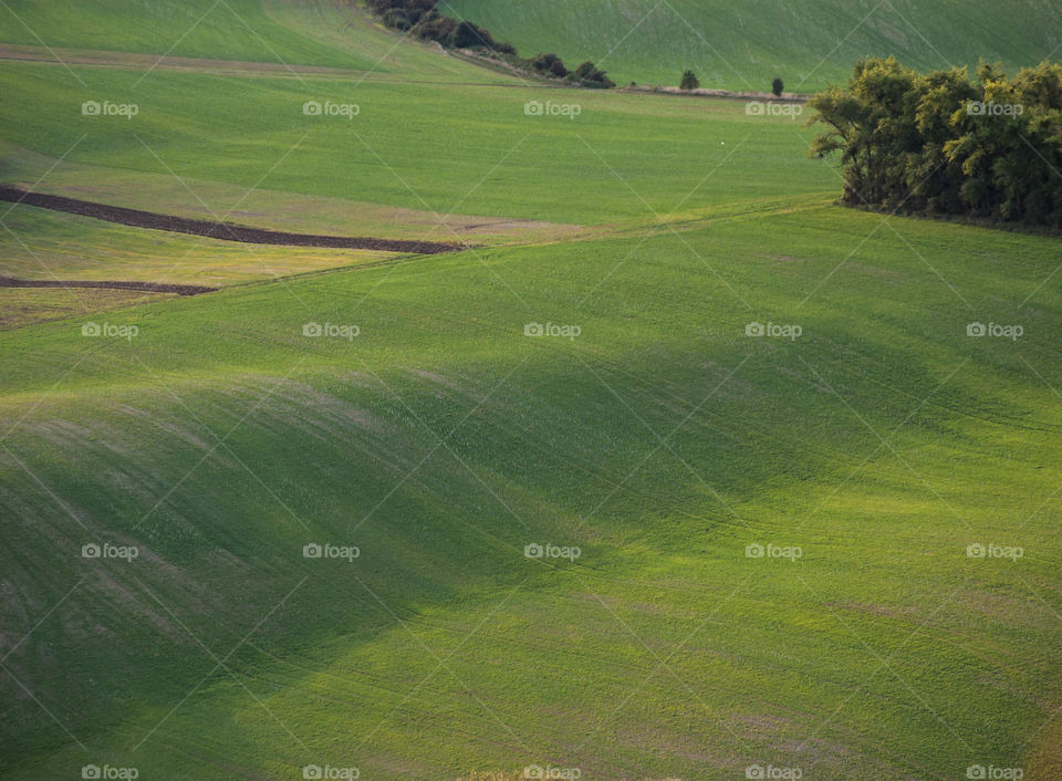 Green waves. Moravian fields