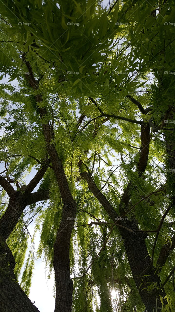 weeping willow tree