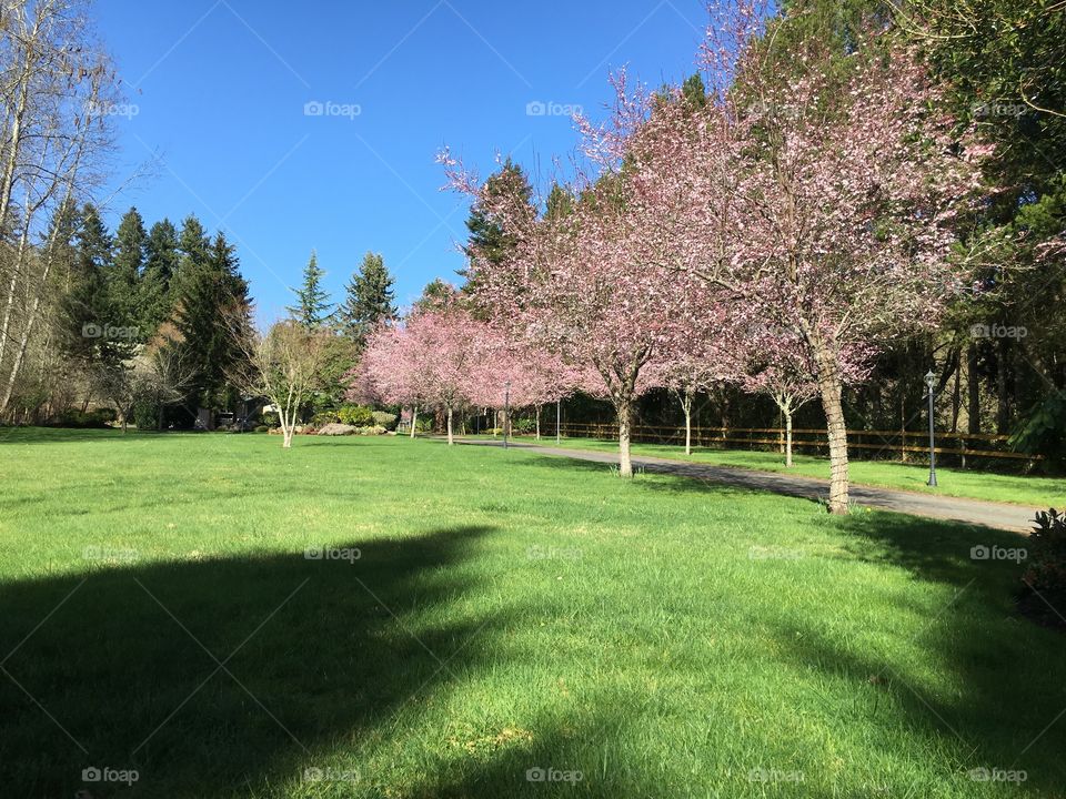 Cherry trees blooming