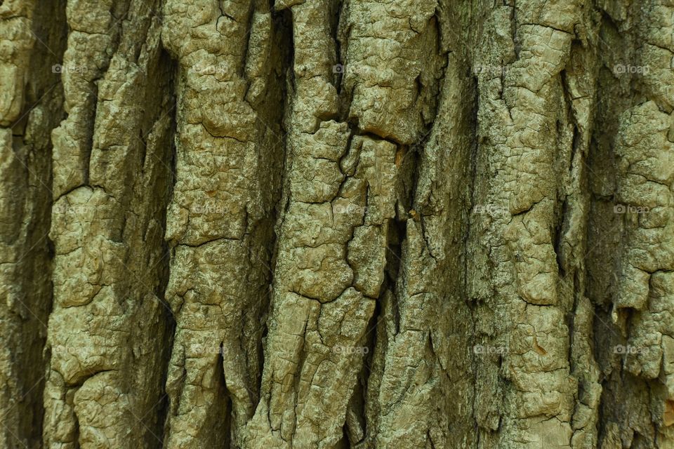 Tree trunk close up texture abstract 
