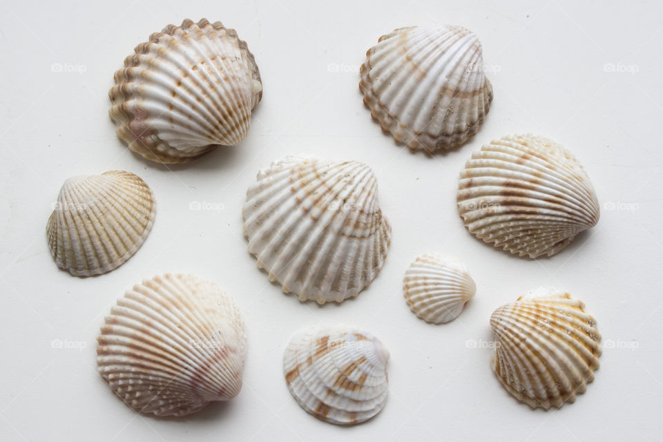 Seashells on white background