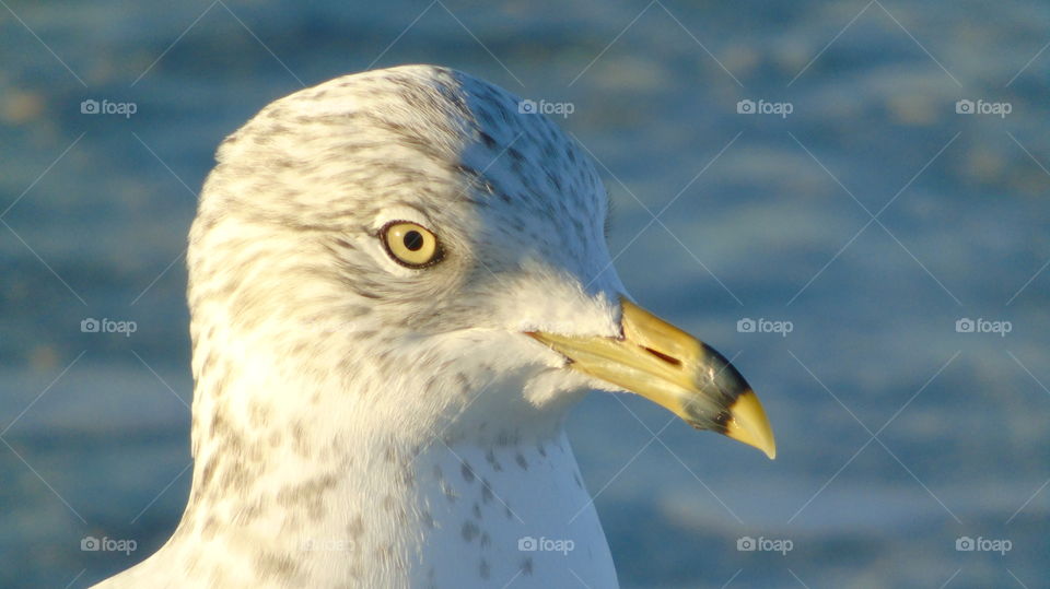 Closeup seagull yellow eyes and beak against blurred ocean background
