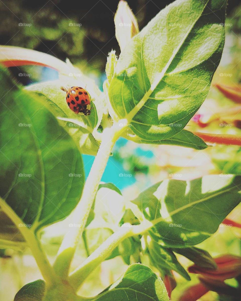 ladybug