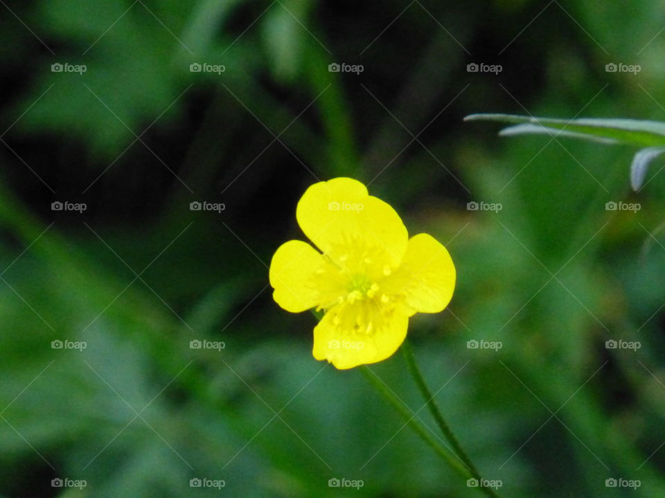 Yellow flower