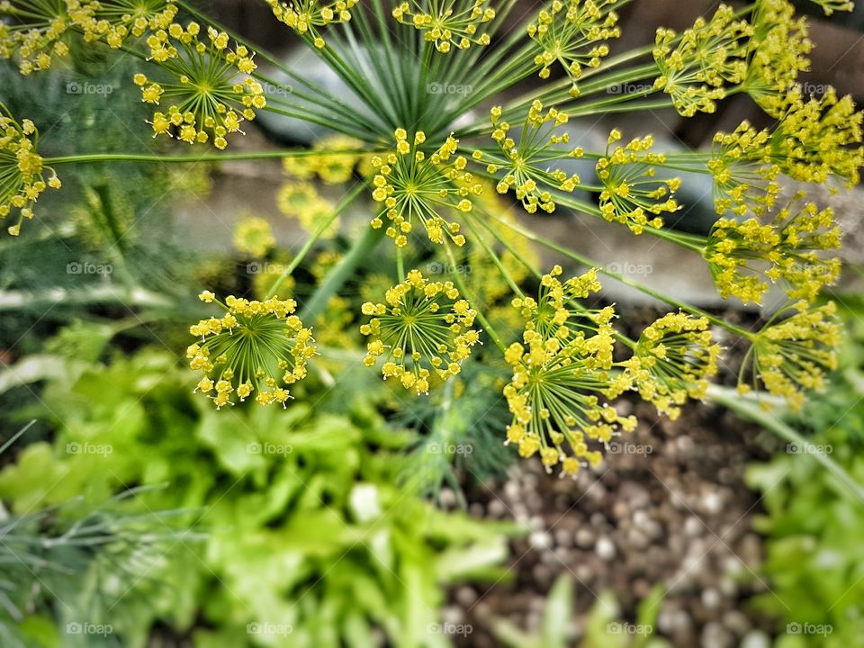 Dill plant seed pods