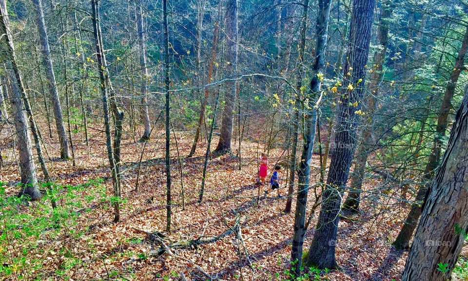 Children exploring the woods