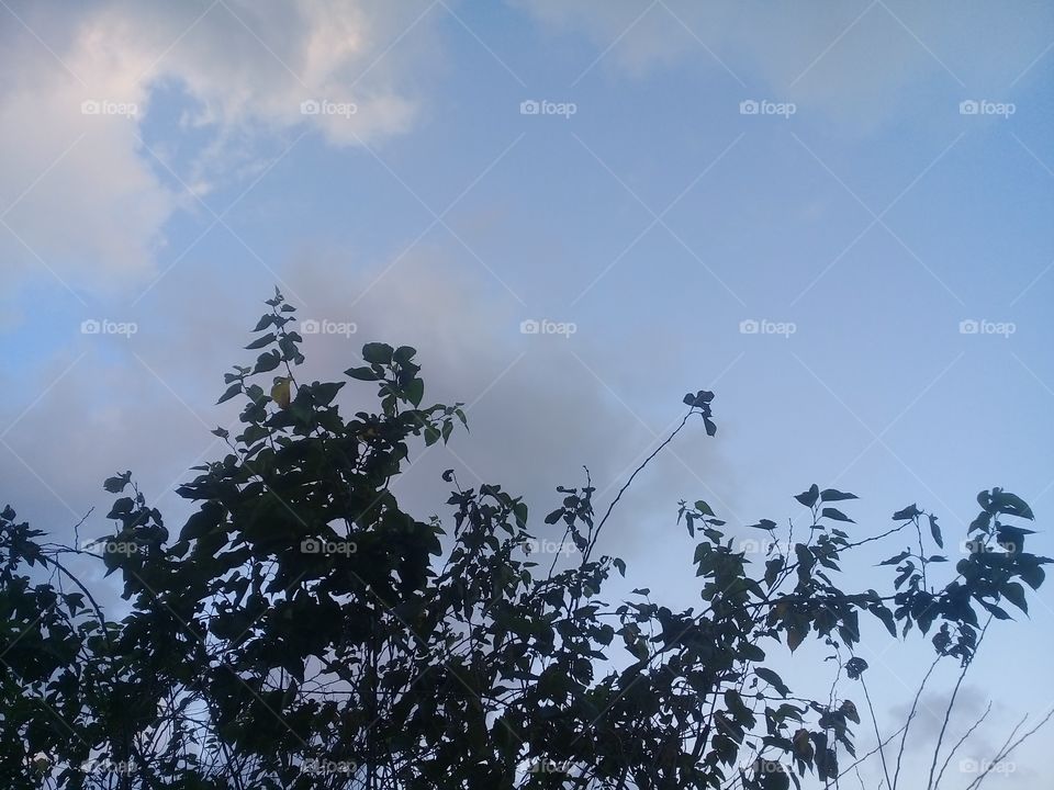 Leaves and a Beautiful sky in autumn