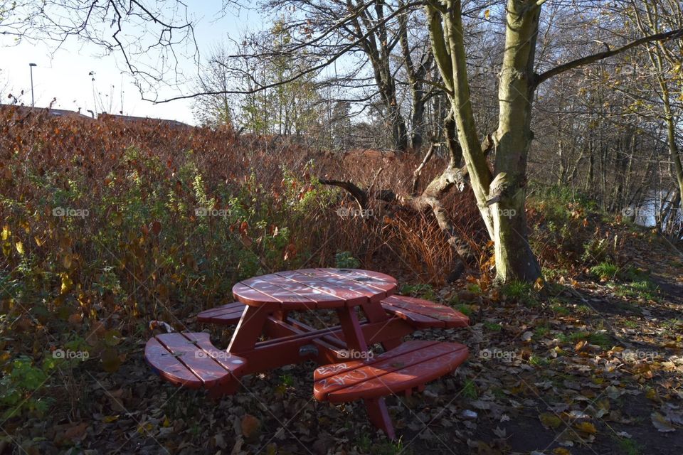 Tree, Wood, Fall, Leaf, No Person