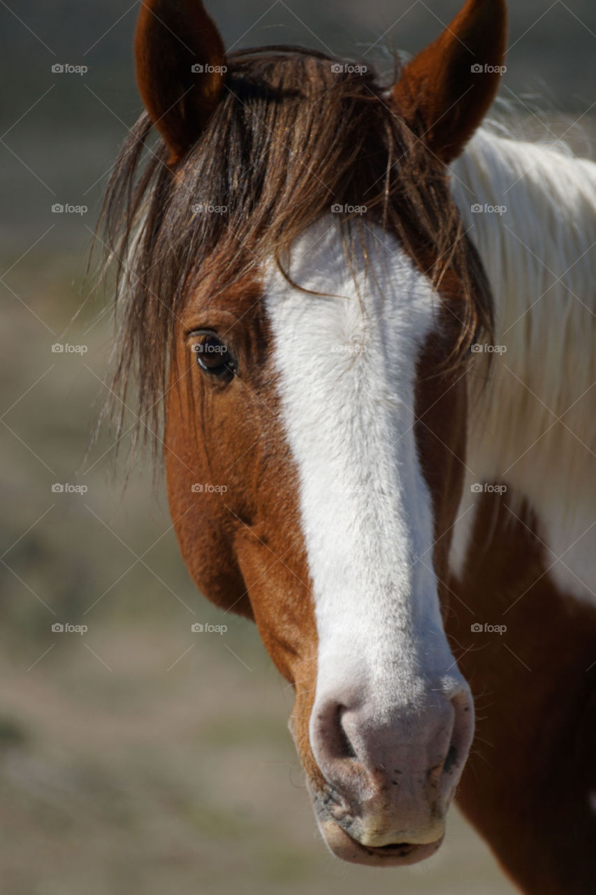 Portrait of a horse