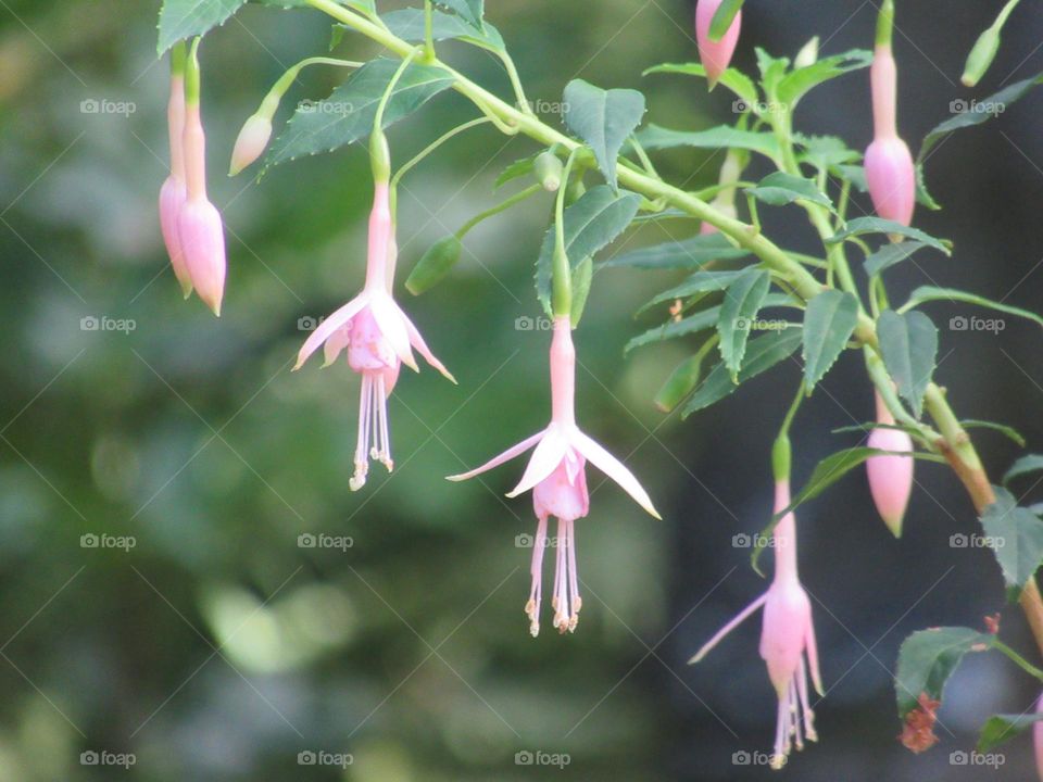 fushia plant