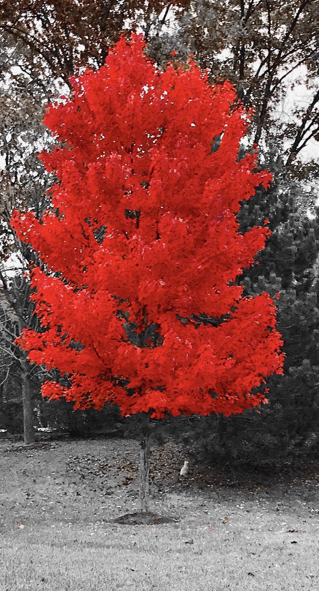 Red leaf tree 