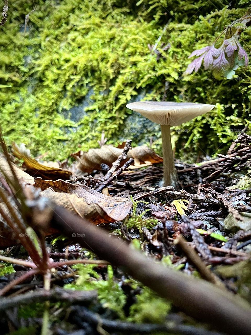 Mushroom of the forest 