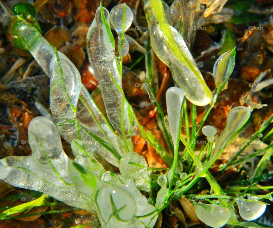 Surprise ice storm freezes all outdoor vegetation!