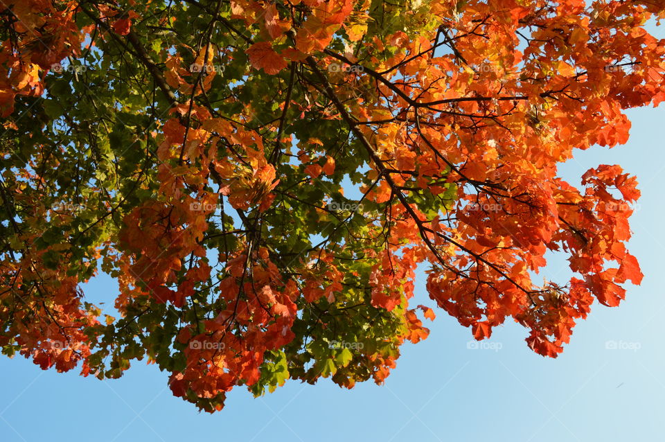 Low angle view of autumn tree branch