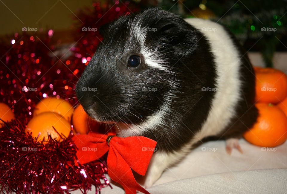 Close-up of guinea pig