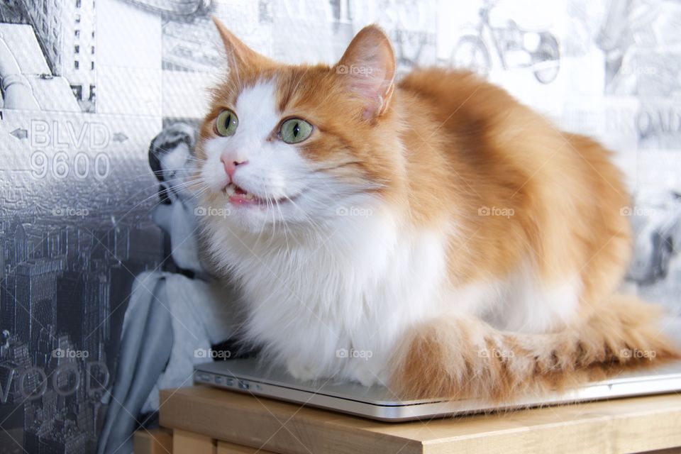 Norwegian Forest cat