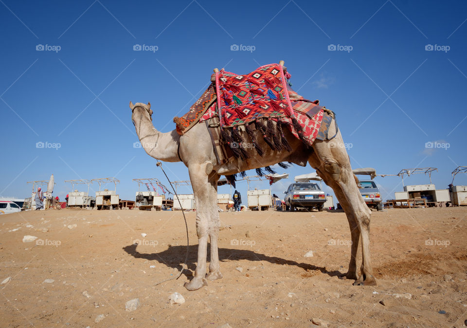 Camel riding experience