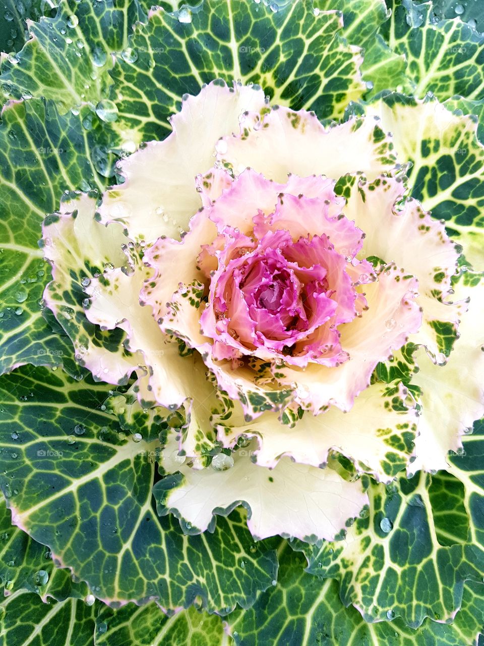 decorative cabbage