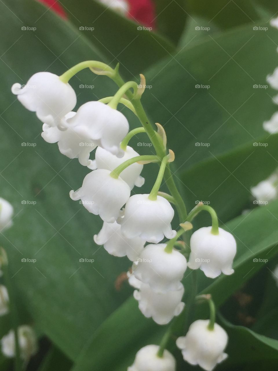 Little white bells