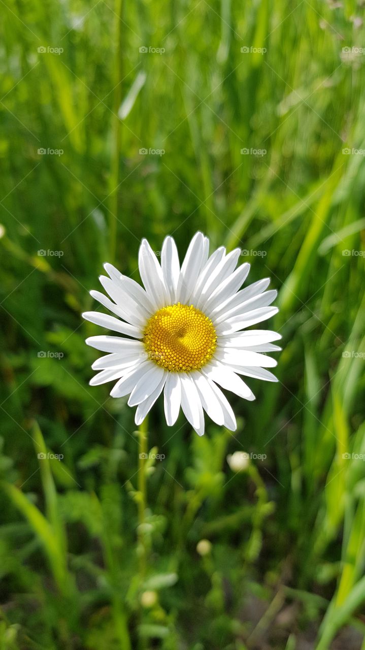 Beautiful daisy