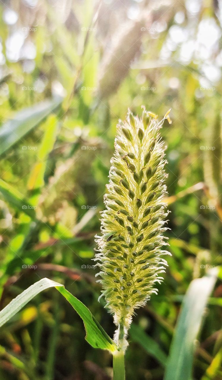  “A farmer is a magician who produces money from the mud.”