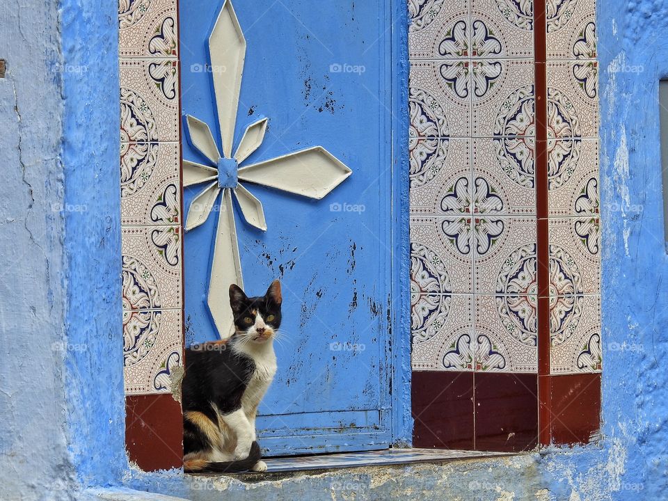 Cat by pretty door