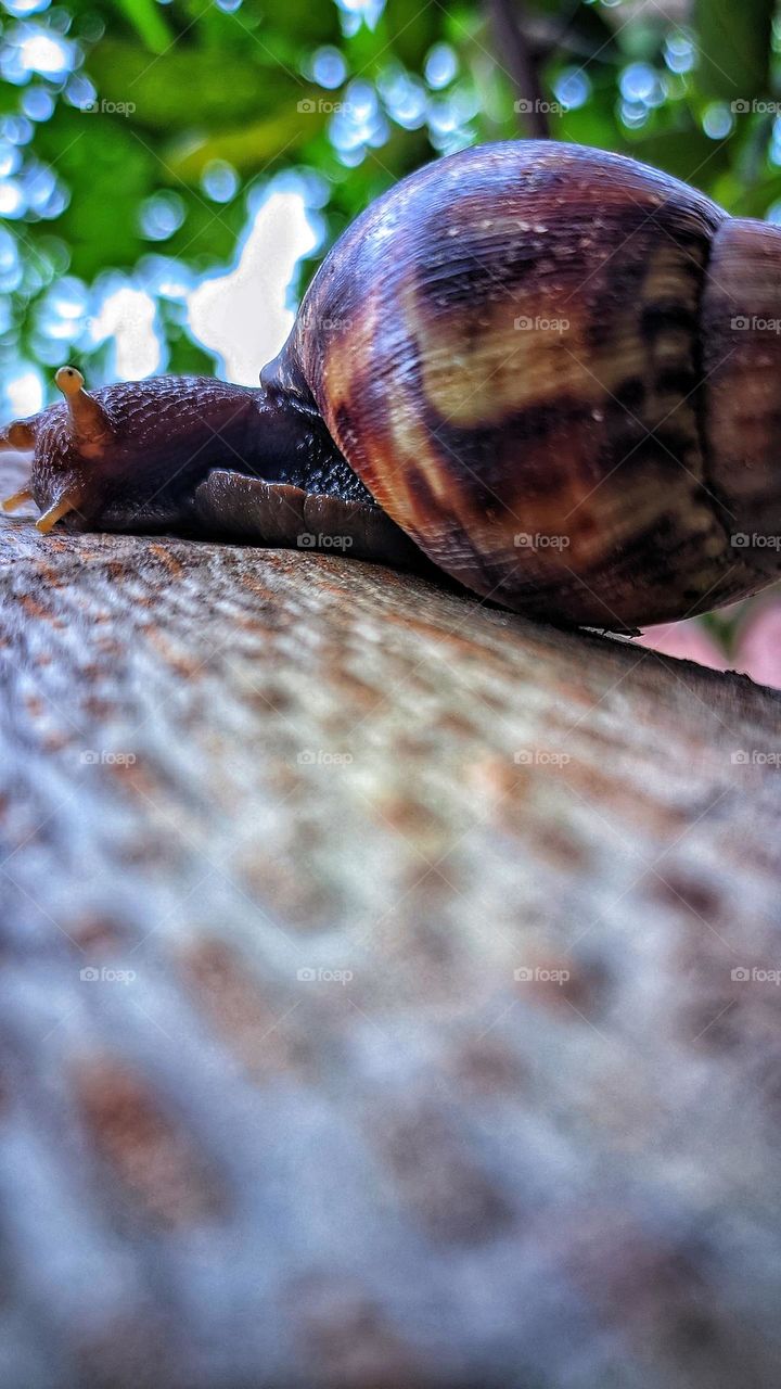 Snail