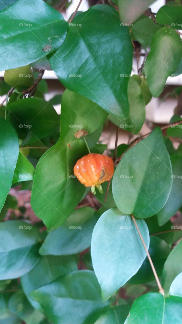 pitanga fruit