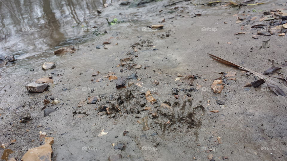 raccoon tracks