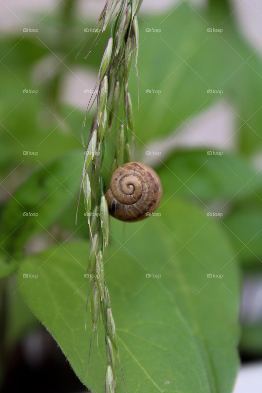 snail